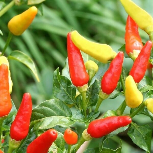 Close-up of Capsicum 'Tabasco' Chilli Peppers in vibrant red, orange, and yellow, thriving on lush green plants in a 4" pot.