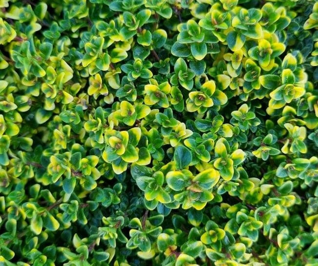 Thymus 'Doone Valley Pink' Thyme - Image 4
