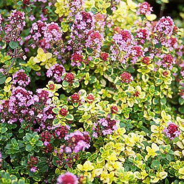 A close-up of oregano with small purple flowers and green leaves, some edged in yellow, next to Thymus 'Doone Valley Pink' Thyme in a 6" pot showing pink blooms.