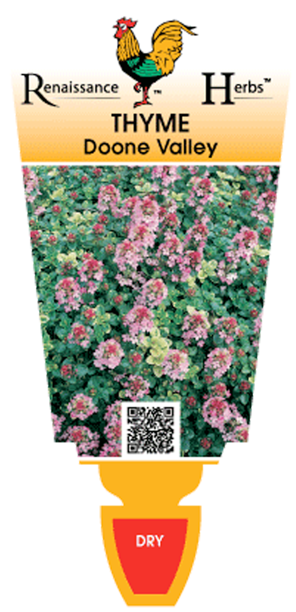 Plant label for Thymus 'Doone Valley Pink' Thyme 6" Pot by Renaissance Herbs, showing the herb with pink flowers and a "DRY" indicator at the bottom.