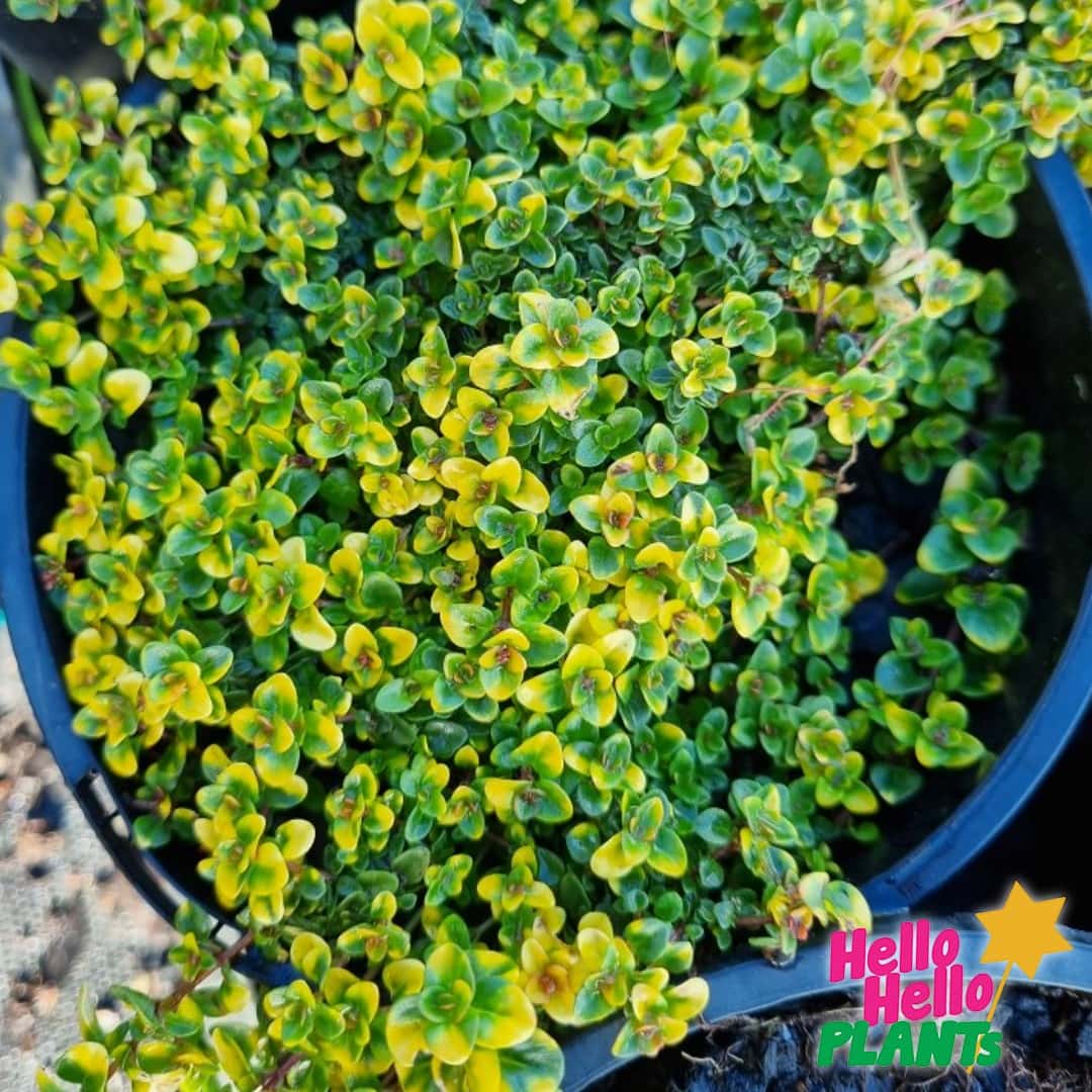 Thymus 'Doone Valley Pink' Thyme - Image 5