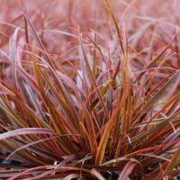 A close-up highlights the vibrant red and green narrow, pointed leaves of Uncinia 'Belinda's Find', thriving in a 6" pot with its unique blend of colors and textures.