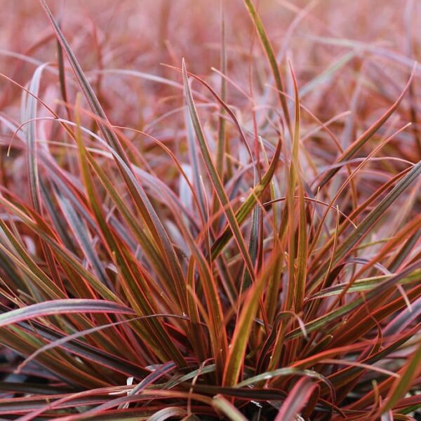A close-up highlights the vibrant red and green narrow, pointed leaves of Uncinia 'Belinda's Find', thriving in a 6" pot with its unique blend of colors and textures.