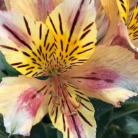Close-up of a vibrant Alstroemeria 'Sara' Princess, showcasing its yellow and pink petals with dark stripes and speckles in a charming 7'' pot, bringing life to any space.