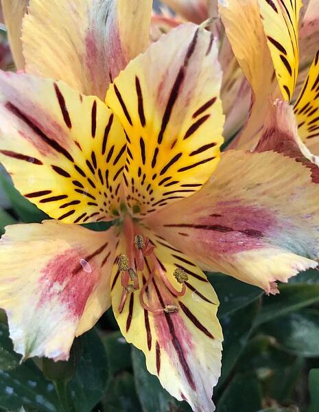 Close-up of a vibrant Alstroemeria 'Sara' Princess, showcasing its yellow and pink petals with dark stripes and speckles in a charming 7'' pot, bringing life to any space.
