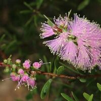 A close-up of vibrant pink bottlebrush flowers with green leaves, showcasing the Callistemon 'Sweet Burst™' thriving in a 6" pot.