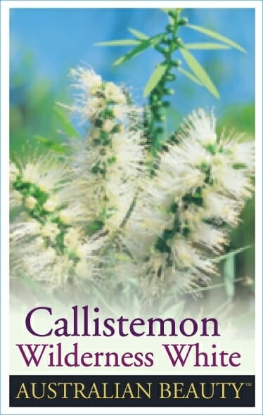 Close-up of white bottlebrush flowers with green foliage, labeled "Callistemon 'Wilderness White' 8" Pot"—a striking Australian native.