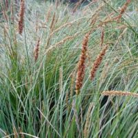 Tall, thin grasses with brown seed heads sway gently, resembling Carex appressa 'Tall Sedge.'.