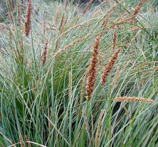 Tall, thin grasses with brown seed heads sway gently, resembling Carex appressa 'Tall Sedge.'.