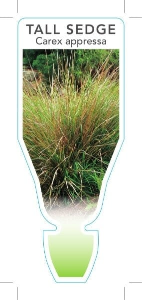 Carex appressa 'Tall Sedge' 6" Pot - Image 2