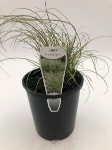 Carex 'Frosted Curls' ornamental grass in a labeled 6" pot, placed in a black plastic container against a white background.