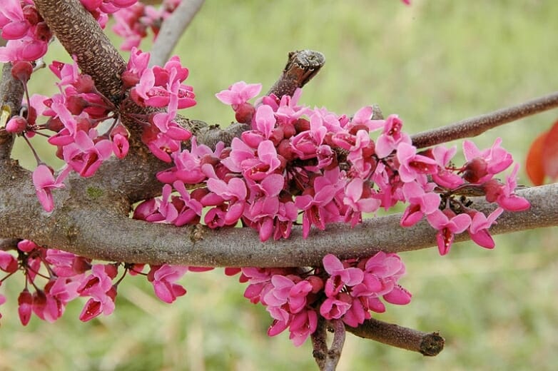 Close-up of clusters of small, bright pink flowers blooming on a Cercis 'Merlot' Eastern Redbud 13" Pot branch, set against a blurred green background.
