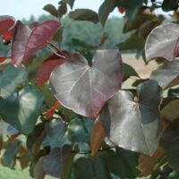 A beautiful Cercis 'Merlot' Eastern Redbud 13" Pot features large, heart-shaped leaves in striking red and green hues, set against a subtly blurred outdoor background.