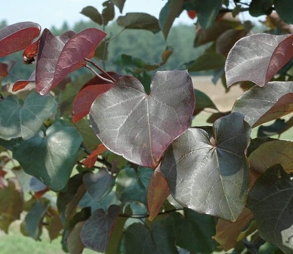 A beautiful Cercis 'Merlot' Eastern Redbud 13" Pot features large, heart-shaped leaves in striking red and green hues, set against a subtly blurred outdoor background.