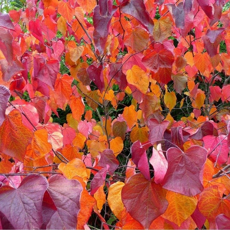 Branches of Cercis 'Merlot' Eastern Redbud 13" Pot are adorned with heart-shaped leaves that turn vibrant shades of red, orange, and purple in autumn, creating a colorful seasonal display.