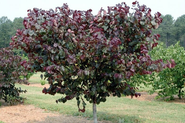 A Cercis 'Merlot' Eastern Redbud in a 13" pot displays dense, heart-shaped, dark reddish-purple leaves as it stands in a grassy field with more trees visible in the background.