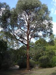 Eucalyptus 'Narrow Leaved Peppermint Gum' 8" Pot is a tall tree with a straight trunk and slender branches, perfect for outdoor settings among greenery under partly cloudy skies. Ideal for planting in an 8” pot.