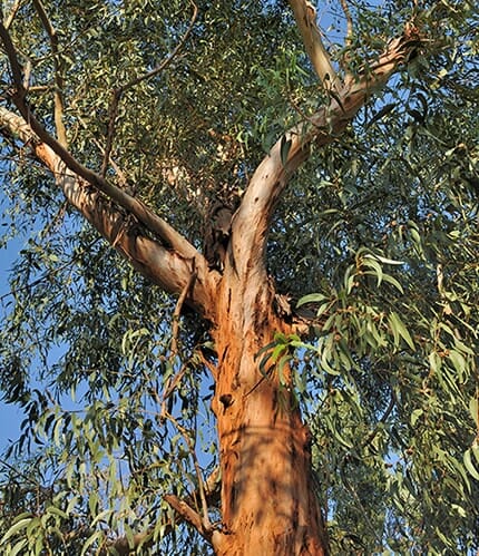 Eucalyptus 'Narrow Leaved Peppermint Gum' 8" Pot features tall growth, peeling bark, and dense green leaves—ideal for adding graceful beauty to your space.