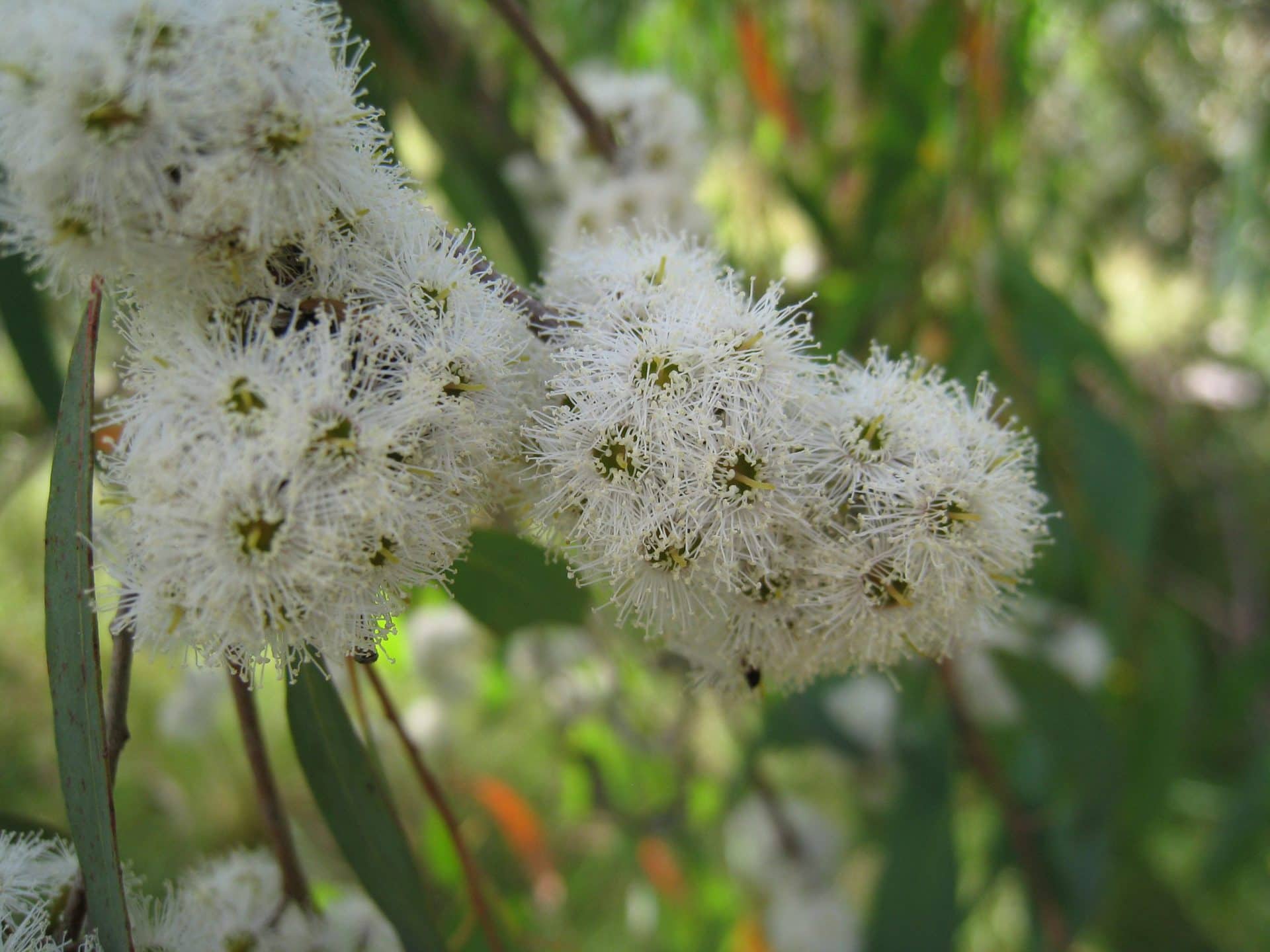Close-up of fluffy white eucalyptus flowers with elongated petals and green leaves, highlighting the delicate beauty of Eucalyptus 'Narrow Leaved Peppermint Gum' thriving in an 8" pot.