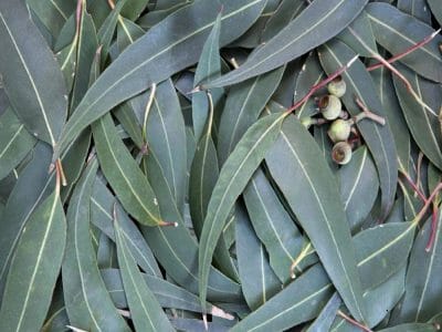 A cluster of slender green leaves and eucalyptus seed pods from the Eucalyptus 'Narrow Leaved Peppermint Gum' 8" Pot.