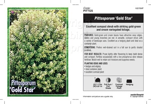 Plant label for Pittosporum 'Gold Star' 6" Pot with care instructions, key features, and a photo showing its gold-green and cream variegated foliage.