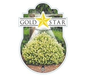 Label for Pittosporum 'Gold Star' 6" Pot showing a rounded shrub with small yellow-green leaves, set against a background of greenery with a star graphic above the plant.