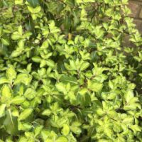 The Pittosporum 'Gold Star' in a 6" pot features dense clusters of small, glossy light green leaves with bright edges, thriving outdoors and perfect for adding fresh color near walls or in outdoor spaces.