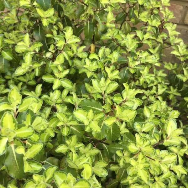 The Pittosporum 'Gold Star' in a 6" pot features dense clusters of small, glossy light green leaves with bright edges, thriving outdoors and perfect for adding fresh color near walls or in outdoor spaces.
