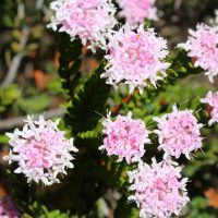 Close-up of several small, pale pink flower clusters on Eutaxia 'Bacon and Egg Plant' in a 6" pot, with green stems and leaves in the background.