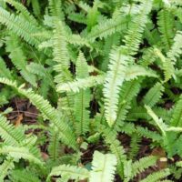 Close-up of verdant Polystichum 'Western Sword Fern' leaves densely packed in a 6" pot.