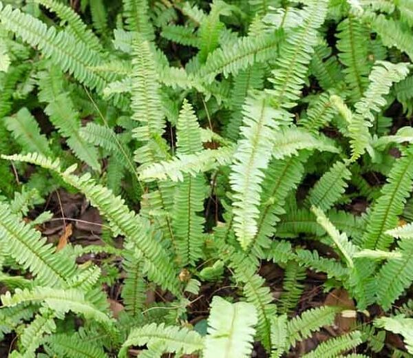 Close-up of verdant Polystichum 'Western Sword Fern' leaves densely packed in a 6" pot.