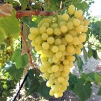 A cluster of Vitis 'Sultana' Table Grapes, ideal for eating or drying into sultanas, hangs from a vine with lush leaves in a sunlit vineyard.