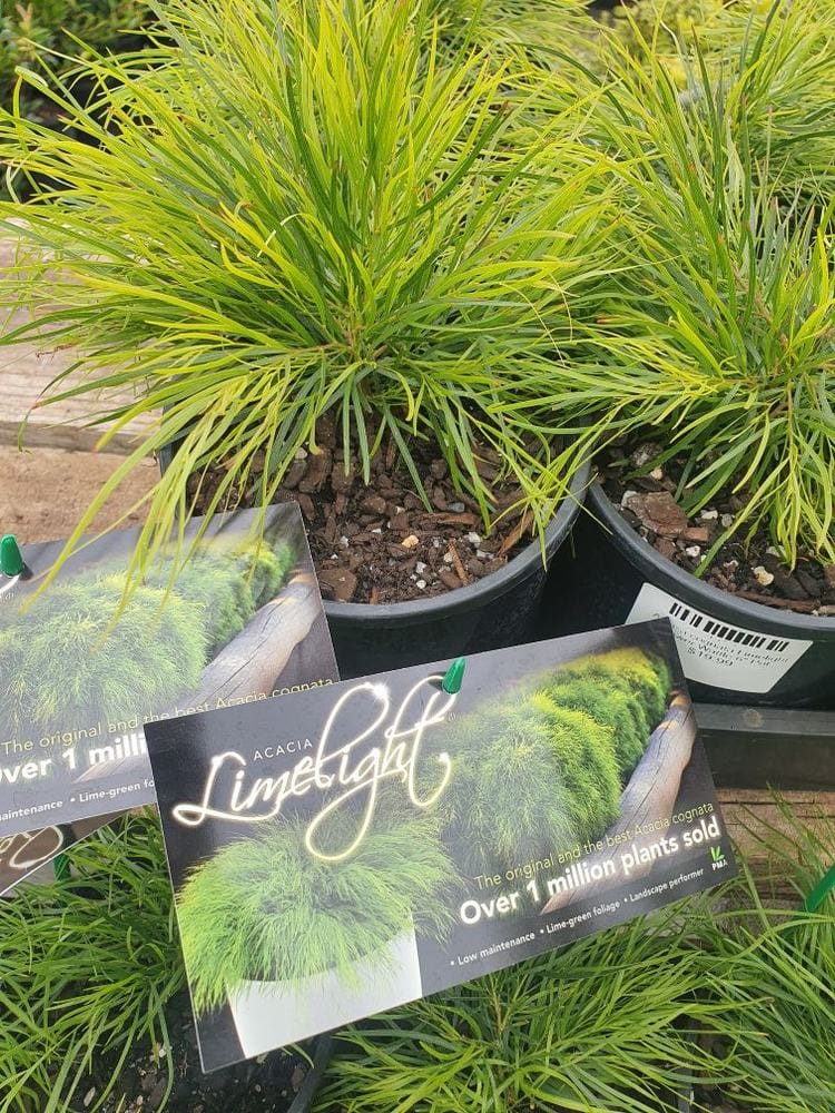 Acacia 'Limelight' 6" Pot plants with vibrant, grass-like foliage and tags reading “Over 1 million Acacia Limelight plants sold” are neatly displayed on a wooden surface.