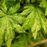 Detailed view of Acer 'Kumoi Nishiki' Japanese Maple leaves, boasting a marbled pattern with jagged edges and textured surface, available in a 13" pot.