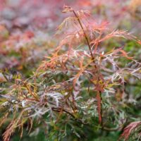 Close-up of the delicate, multi-colored leaves of an Acer 'Baldsmith' Japanese Maple in a 16" pot, showcasing reds, oranges, and greens against a blurred backdrop.