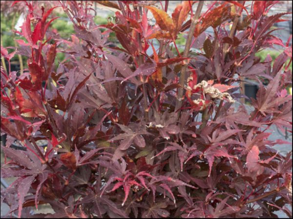 Acer 'Skeeters Broom' Japanese Maple (Standard) 12" Pot features dense, reddish-purple, serrated leaves on a bush, shown outdoors with blurred green foliage in the background.