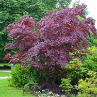 An Acer 'Golden Full Moon Maple' in a Standard 16'' Pot adds vibrant deep red-purple foliage, standing out among green shrubs and flowering plants in the garden.