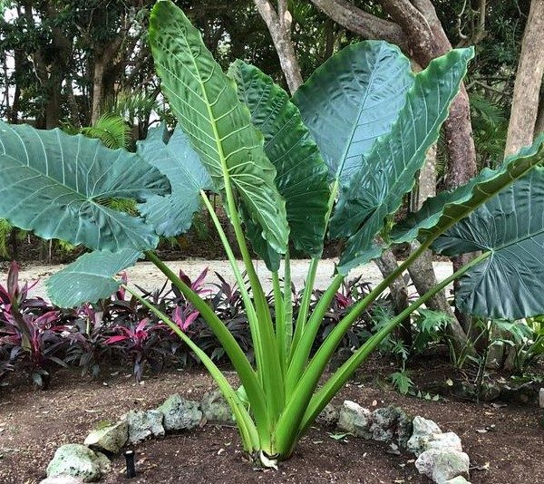 Tropical plant with large, fan-shaped green leaves in a garden setting with foliage in the background. Alocasia Giant Taro Giant Elephant Ears