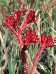 Anigozanthos 'Frosty Red' PBR Kangaroo Paw - Image 2