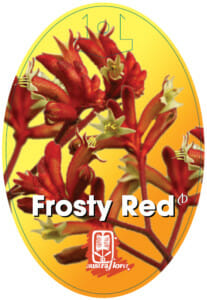 Anigozanthos 'Frosty Red' PBR Kangaroo Paw - Image 3