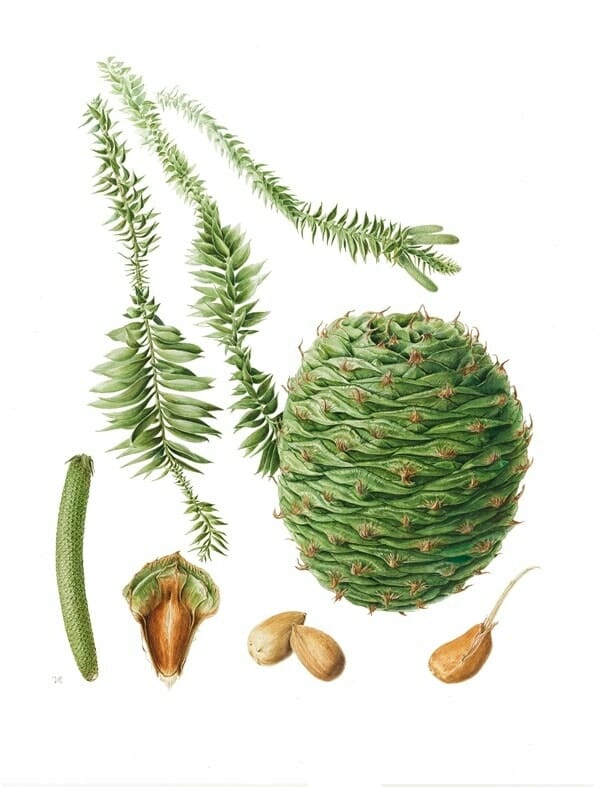 Botanical illustration of Araucaria 'Bunya Pine' 100L (Eco Grade) shows a large green cone, branch segments with scale-like leaves, a catkin, split cone with seeds, and loose seeds. Printed on Eco Grade paper for sustainability.