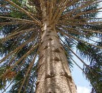 An upward view of the Araucaria 'Bunya Pine' 100L (Eco Grade) reveals its textured trunk and numerous branches reaching out against a vivid blue sky.