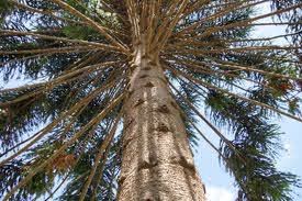 An upward view of the Araucaria 'Bunya Pine' 100L (Eco Grade) reveals its textured trunk and numerous branches reaching out against a vivid blue sky.