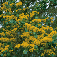An Azara 'Vanilla Tree' 12" Pot branch displays clusters of small yellow flowers and green leaves against a blurred background.