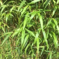 Bambusa 'Taiwan Jade' Bamboo in an 8" pot features tall, green stalks and long, slender leaves, perfect for patios or gardens and thrives outdoors in natural sunlight.