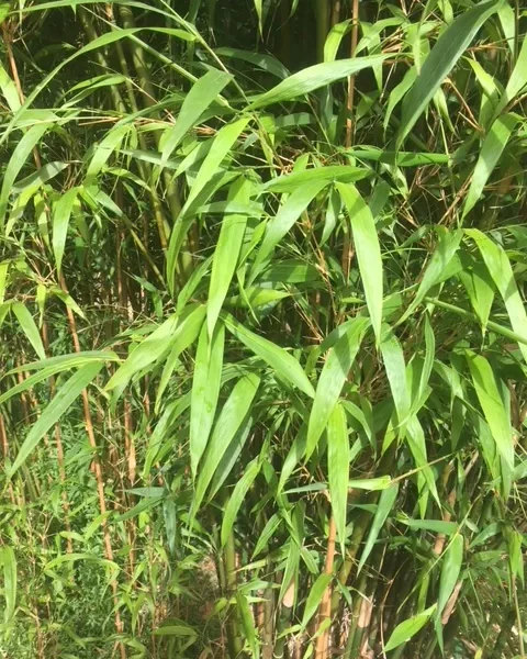 Bambusa 'Taiwan Jade' Bamboo in an 8" pot features tall, green stalks and long, slender leaves, perfect for patios or gardens and thrives outdoors in natural sunlight.