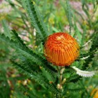 A close-up of an orange Leucospermum flower with spiky green leaves, set against a blurred foliage background, reminiscent of the vibrant Banksia formosa 'Showy Dryandra' in a 6'' pot.