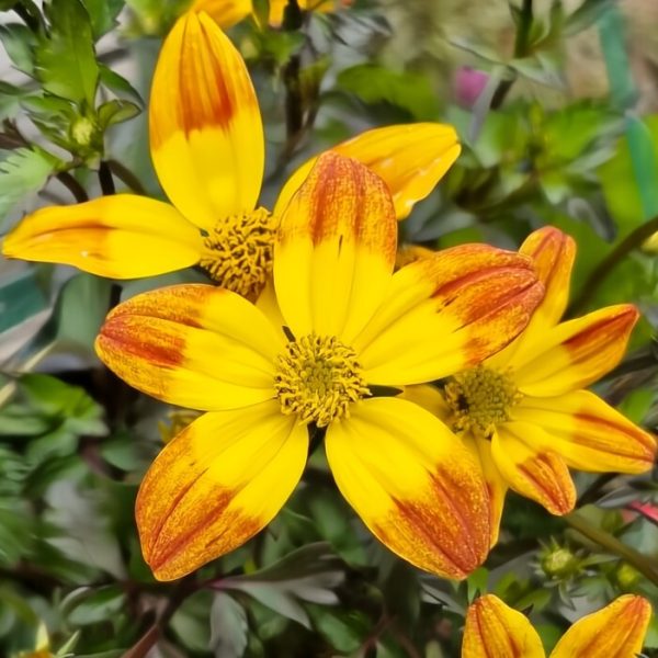Bidens 'Bees Alive' 6" Pot showcases vibrant yellow flowers with orange-tipped petals against lush green leaves.