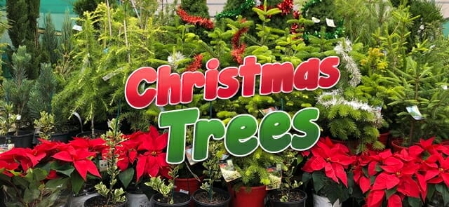 Potted Christmas trees and red poinsettias are displayed, with a festive sign reading "Christmas Trees" in bold red and green letters.