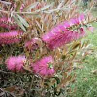 Callistemon 'Rosy Morn' Bottle Brush in a 6" pot features cylindrical rosy morn flowers and light green leaves, thriving in grassy areas.